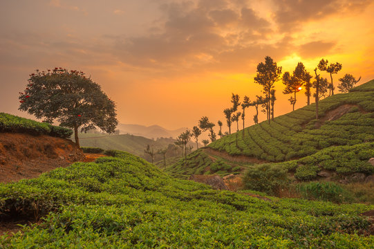 Munnar hill station