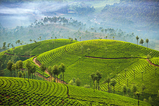 Package Munnar Kerala