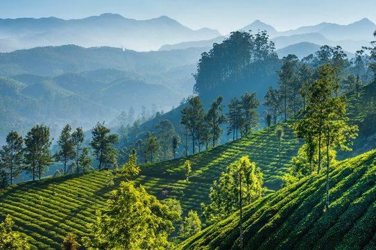 Destination Munnar Kerala